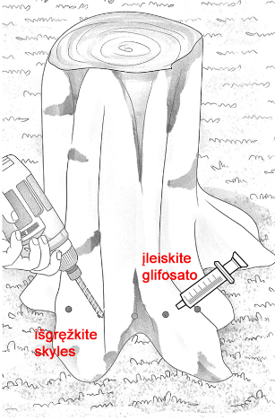 Kännu eemaldamine Glüfosaadiga Удаление пней Глифосатом